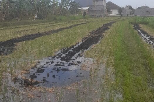 Tanah disewakan di jln by pass munggu tanah lott