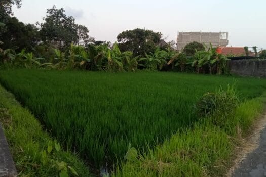 Dijual sebidang tanah ksoong di cekomaria