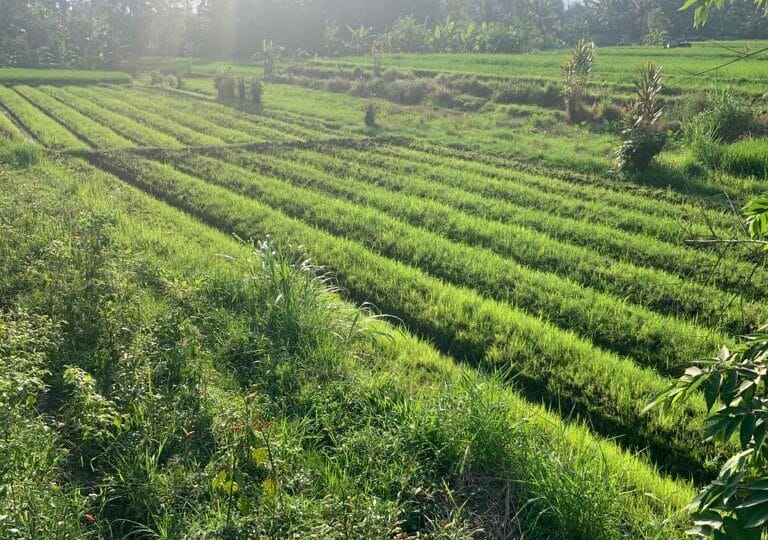 Dijual tanah sawah Mengwi, Badung, Bali