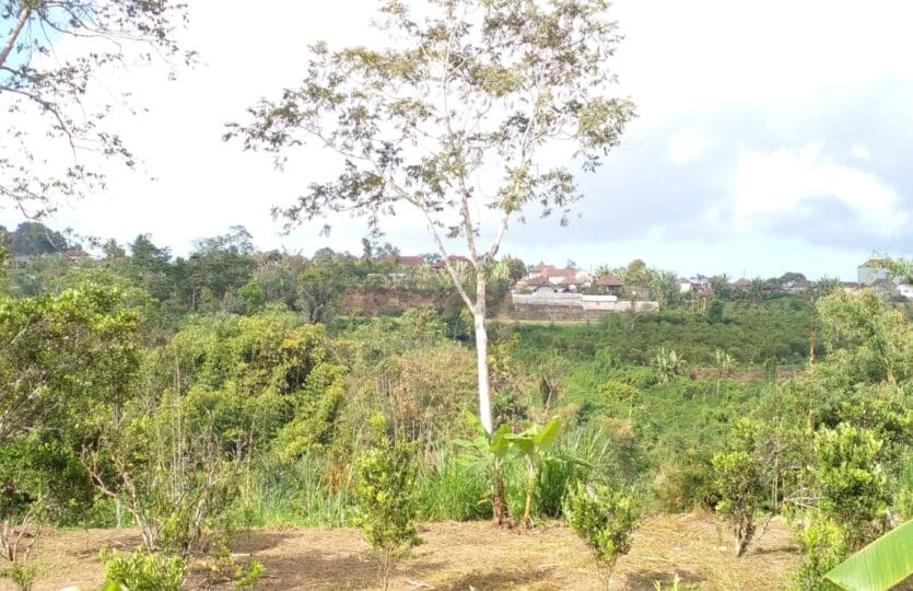 Tanah kebun di pelaga